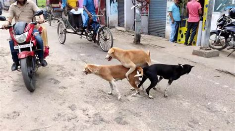 dog mating wrong hole|Hilarious Street Dog Mating .